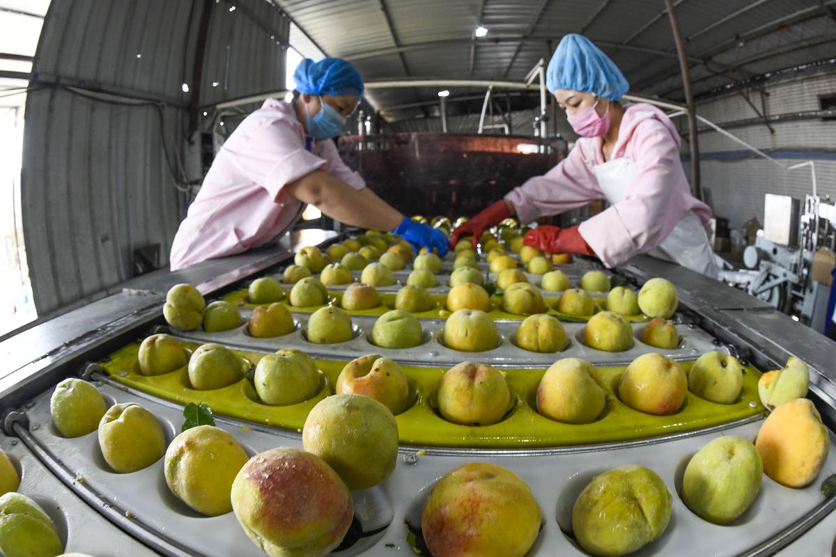 7月7日,河北省遵化市一家食品加工厂的工人在桃罐头初选车间工作.